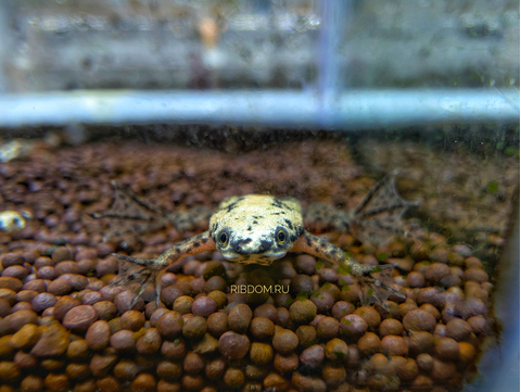 Hymenochirus boettgeri — вид земноводных семейства пиповых, также известен как когтеносец Бёттгера или карликовая лягушка. Видовое название дано в честь немецкого зоолога Оскара Бёттгера (1844–1910).