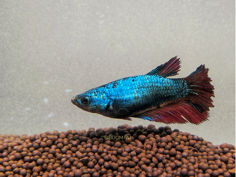 Петушок Халф Мун (международное название — Betta Halfmoon (Betta splendens)) — селекционная форма лабиринтовой рыбы, другое название — бойцовая рыбка.