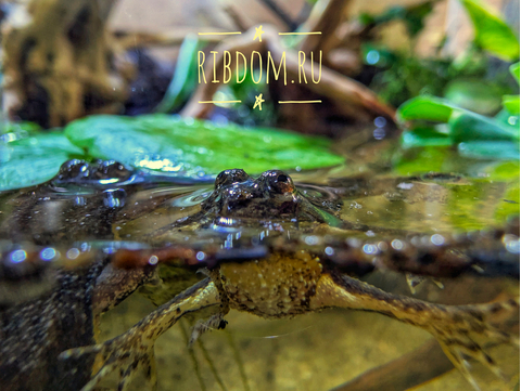 Occidozyga lima (индонезийская лягушка, Rough-skinned Floating Frog, Green Puddle Frog) — вид лягушек семейства Dicroglossidae.