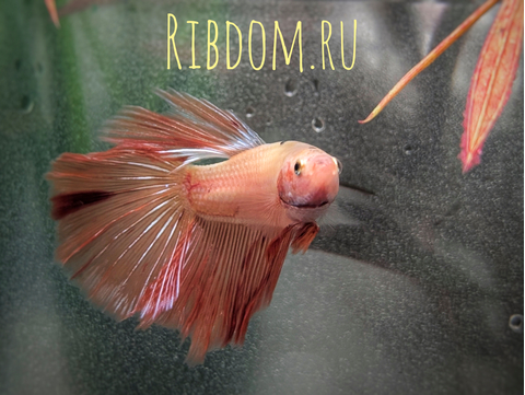 ​Pink Orchid Betta —  цветовая вариация сиамского петушка (Betta splendens), выведенная за счёт особого рисунка на плавниках, напоминающего цветок орхидеи.

Внешний вид

У этих рыбок обычно палевое, почти прозрачное тело (иногда его называют «целлофановым»), на котором эффектно контрастируют яркие пятна и полосы розового, лавандового и пурпурного оттенков на плавниках. Часто на краях плавников есть белая кайма. У некоторых особей на белых плавниках могут быть заметны прожилки бордового цвета.