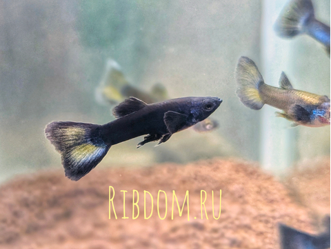 Гуппи «Московская синяя» (также известна как Guppy Moscow Blue) — селекционная форма обыкновенного гуппи (Poecilia reticulata).