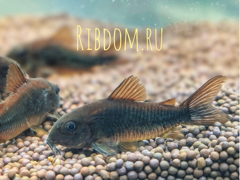 Corydoras sp. «Black Venezuela» — название аквариумной рыбки из семейства панцирных сомов.