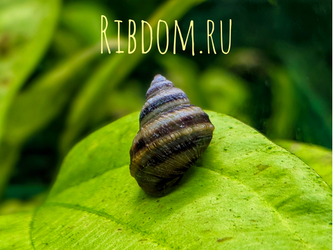 УЛИТКА ТАЙЯ ПИАНИНО - Taia Naticoides