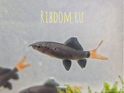 Лабео двухцветный (биколор, лат. Epalzeorhynchos bicolor) — пресноводная лучеперая рыбка из семейства Карповые. Родиной вида считается Таиланд. Разводится в неволе и популярен как аквариумная рыбка-водорослеед.