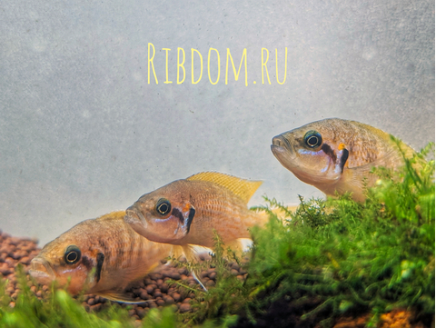 ПРИНЦЕССА БУРУНДИ - Neolamprologus brichardi. Эндемик северной части озера Танганьика (Восточная Африка). Рыбка населяет неглубокие скальные биотопы с каменистым дном и небольшими ущельями, которые использует как укрытия.