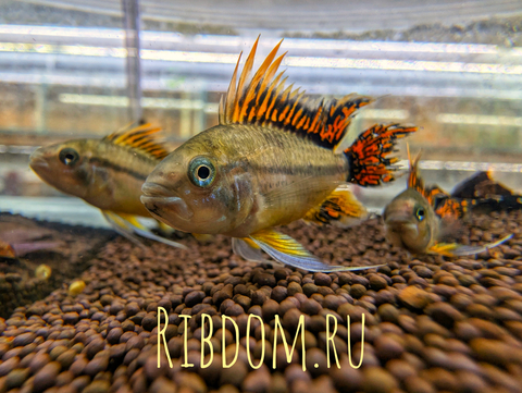 Апистограмма какаду (Apistogramma cacatuoides) — аквариумная рыбка из группы карликовых цихлид. Названа так за своеобразное строение спинного плавника, напоминающего хохолок попугая-какаду.