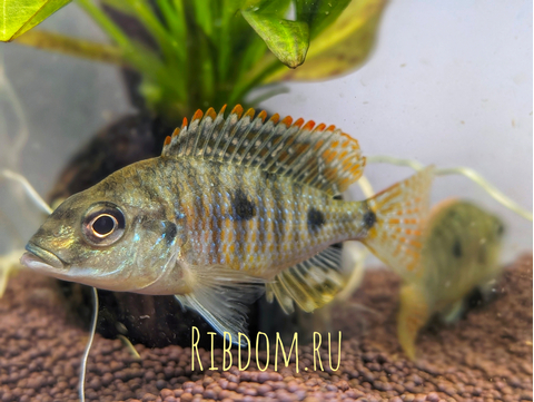 Otopharynx tetrastigma (отофаринкс тетрастигма) — африканская цихлида, эндемик озера Малави (Ньяса) в Восточной Африке.