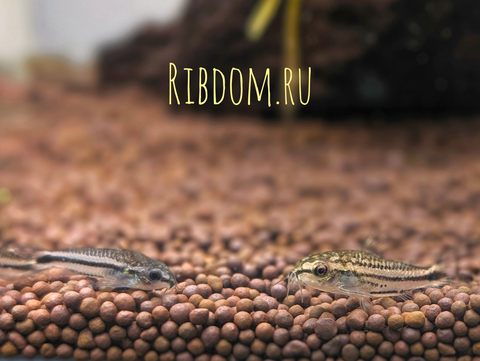Коридорас пигмей (Corydoras pygmaeus) — пресноводная лучепёрая рыба из семейства Каллихтовых, или Панцирных, сомов. Главная особенность вида — миниатюрный размер: взрослые особи в длину едва достигают 2–2,5 см.