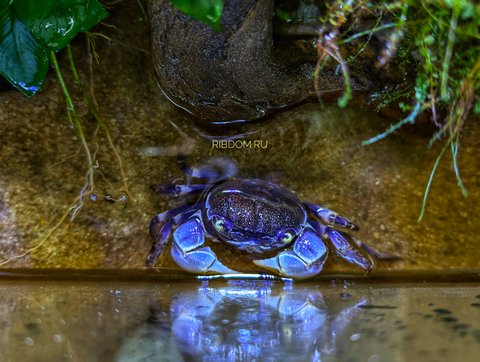 КРАБ СИНИЙ ПАУК САМКА - Blue spider Metasesarma sp.