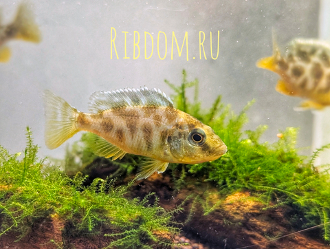ЛЕОПАРД ЗОЛОТОЙ (НИМБОХРОМИС ВЕНУСТУС)​ Nimbochromis venustus — научное название цихлиды «Золотой леопард» (нимбохромис венустус). Это пресноводная лучепёрая рыба из семейства Цихловые, эндемик африканского озера Малави.