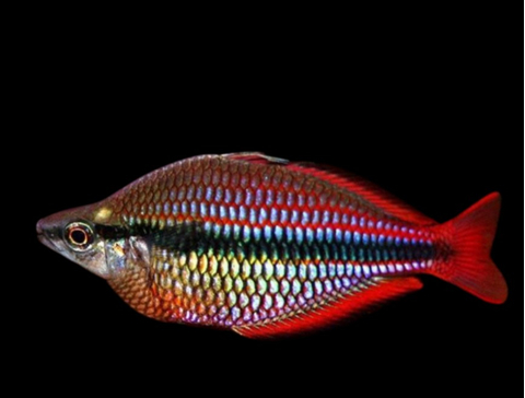 Радужница трёхполосая (Melanotaenia trifasciata) — пресноводная лучепёрая рыбка из семейства Радужницы. Отличительная особенность — характерные полоски, которые тянутся от головы до хвоста. Радужница трёхполосая (Melanotaenia trifasciata) — пресноводная лучепёрая рыбка из семейства Радужницы. Отличительная особенность — характерные полоски, которые тянутся от головы до хвоста.