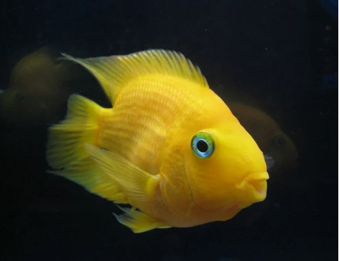 Yellow Parrot Cichlid (жёлтый попугай) — гибридная цихлида, искусственно выведенная в середине XX века на Тайване. Не встречается в природе.