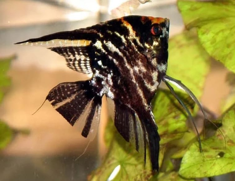 Скалярия чёрная кои — селекционная форма обыкновенной скалярии (Pterophyllum scalare). Характеризуется насыщенной чёрной окраской тела.