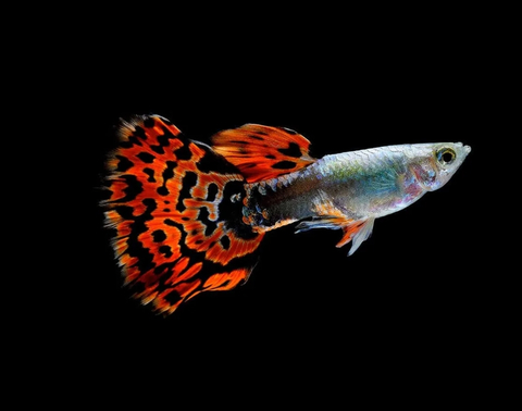 ГУППИ МОЗАИКА - Guppy Mosaic