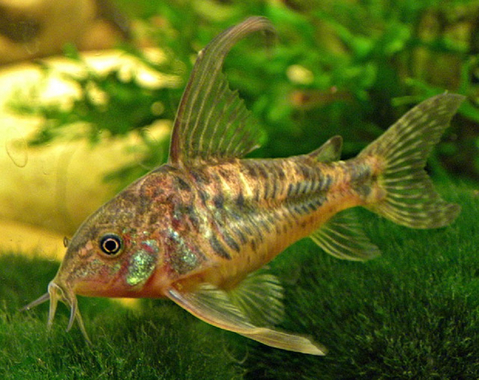 Коридорас крапчатый (Corydoras paleatus) — пресноводная рыбка из семейства панцирных сомов. Также известна как крапчатый сомик, мраморный сомик, соломенный панцирник, пятнистый сомик, простой сомик.