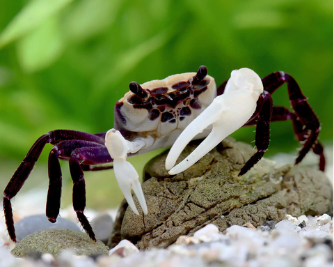 Lepidothelphusa padawan Borneo Panda Crab — редкий вид карликовых крабов, происходящий с острова Борнео.