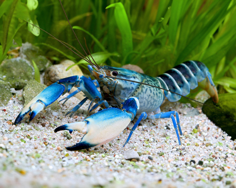 Cherax boesemani sp.var. Blue Moon (рак «Голубая луна») — аквариумный пресноводный рак.
