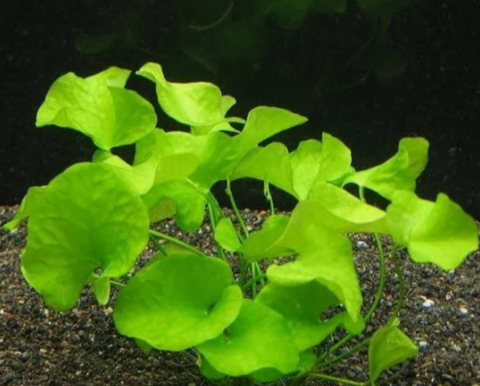 Нимфоидес Тайваньский (Nymphoides sp. Flipper Taiwan)