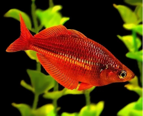 Глоссолепис красный (Glossolepis incisus) — пресноводная лучепёрая рыбка из семейства Радужницы. Имеет исторические названия: атерина красная, новогвинейская радужница, радужник гребенчатый и др.