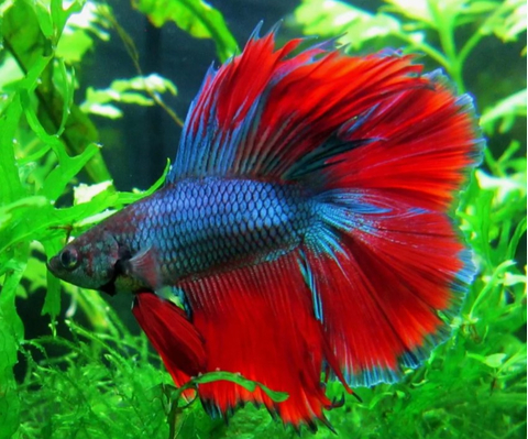 ПЕТУШОК ДВУХВОСТЫЙ - Betta Double Tail
