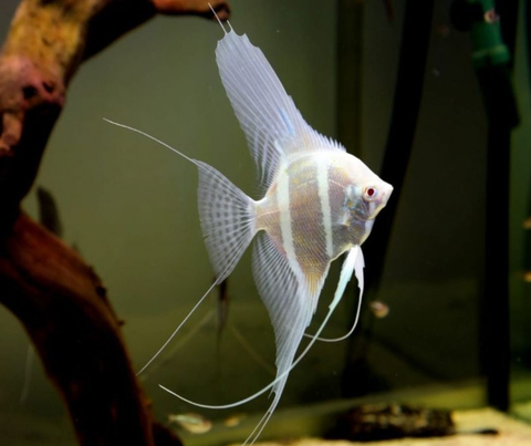 СКАЛЯРИЯ ДАНТУМ АЛЬБИНО - Pterophyllum sp. Dantum Albino