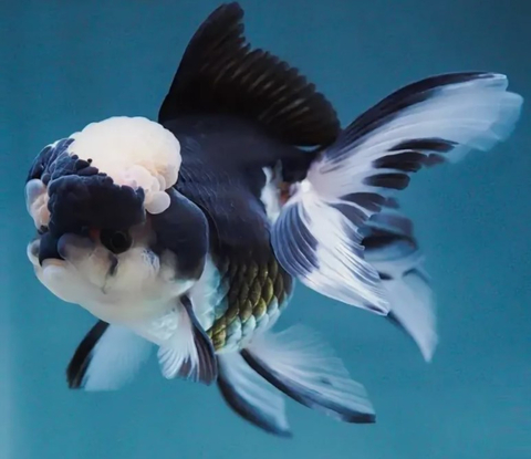 ОРАНДА ПАНДА - Carassius auratus Panda