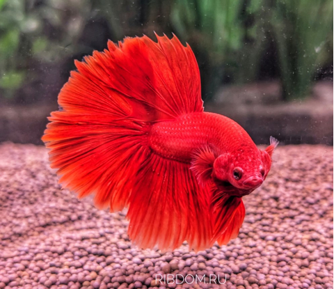 Петушок Халф Мун (международное название — Betta Halfmoon (Betta splendens)) — селекционная форма лабиринтовой рыбы, другое название — бойцовая рыбка.
