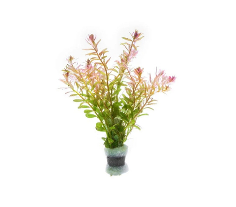 РОТАЛА ФУДЖЯН - Rotala sp. Fujian