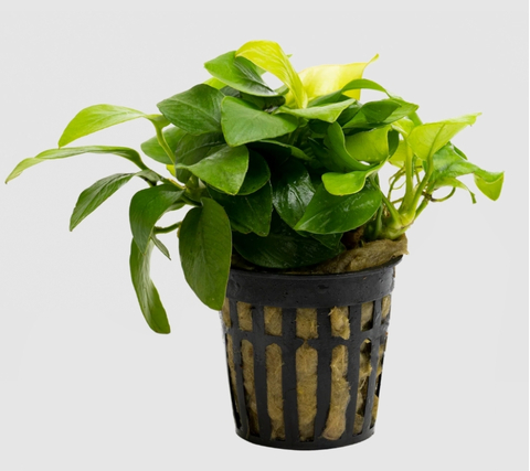 АНУБИАС НАНА ЗОЛОТОЙ mini - Anubias sp. golden