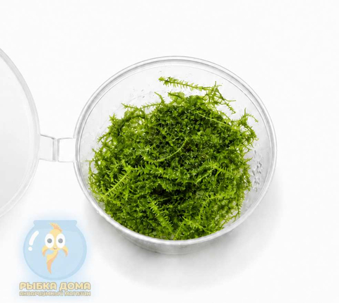 МОХ СТРИНГ - Leptodictyum riparium Stringy