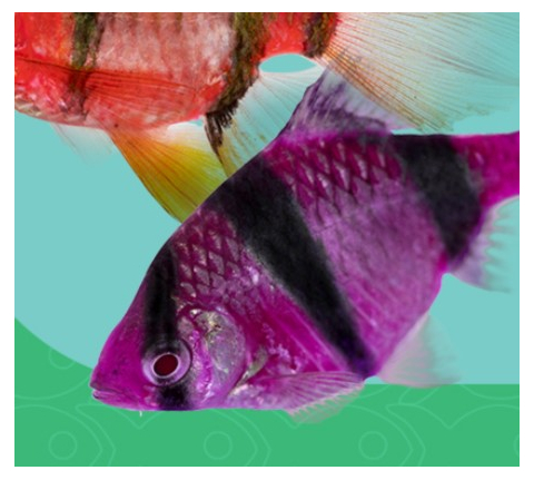 БАРБУС ГЛОФИШ ФИОЛЕТОВО-ЧЕРНЫЙ, glofish