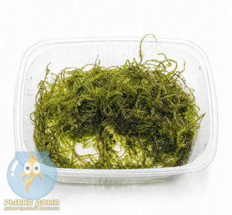 МОХ ПЛАВАЮЩИЙ - Moss