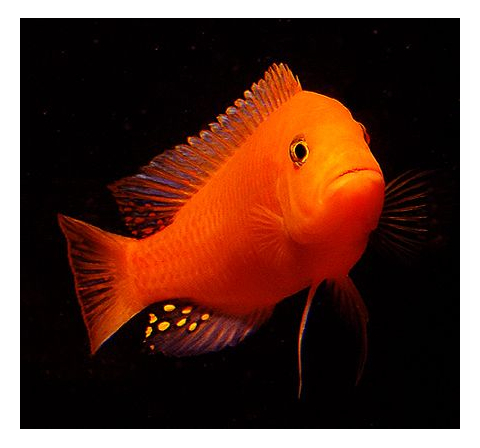 Псевдотрофеус зебра красная (Pseudotropheus sp. Red Zebra) — аквариумная рыбка из семейства цихлид группы Мбуна. Относится к эндемикам африканского озера Малави (Восточная Африка).