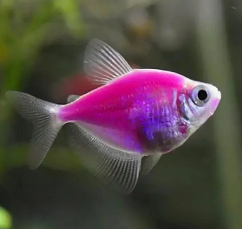 Тернеция GloFish «Ежевичная» (Gymnocorymbus ternetzi) — генетически модифицированная аквариумная рыбка, отличительная особенность которой — флуоресценция, то есть способность излучать свет под воздействием синего или ультрафиолетового освещения. Название происходит от английских слов glow («сияющий», «свечение») и fish («рыба»).