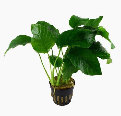 АНУБИАС БАРТЕРИ ВАР. БАРТЕРИ Anubias barteri var. barteri