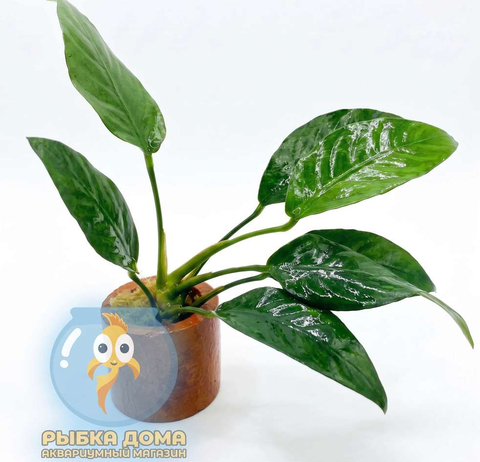 АНУБИАС БАРТЕРИ ПОЛОСАТЫЙ / Anubias barteri striped