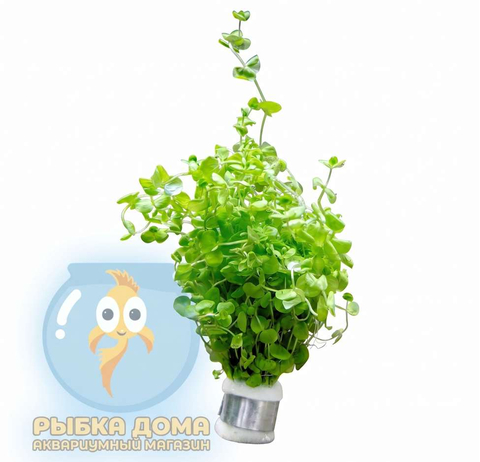 МИКРАНТЕМУМ ТЕНИСТЫЙ - Micranthemum umbrosum