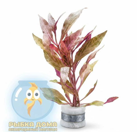 АЛЬТЕРНАНТЕРА Розанервиг - Alternanthera reineckii rosanervig