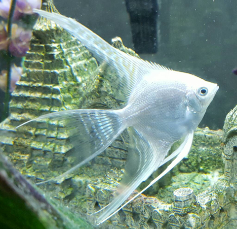 Скалярия бриллиантовая (Pterophyllum scalare diamond) — селекционная форма обыкновенной скалярии, отличающаяся особой красотой и особенностями внешнего вида.