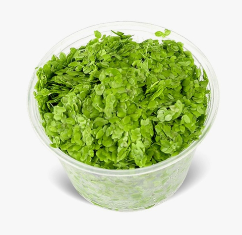 РЯСКА - Lemna (от англ. Duckweed — «утиная трава») — род цветковых растений семейства Ароидные, объединивший травянистые растения, погружённые в воду или свободноплавающие на её поверхности.