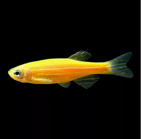 Данио Гло Оранж (Danio GloFish Orange) — генетически модифицированная форма аквариумной рыбки данио-рерио (Danio rerio), отличающаяся флуоресцентной окраской.