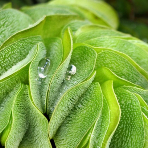 САЛЬВИНИЯ УШАСТАЯ - Salvinia auriculata