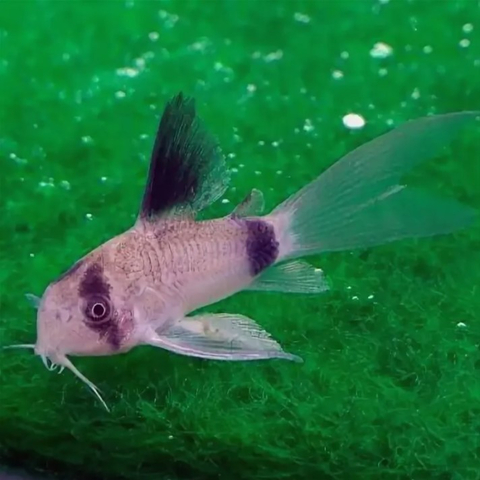 КОРИДОРАС ПАНДА ВУАЛЬ - Corydoras panda