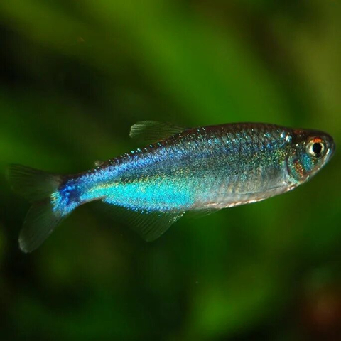 Тетра голубая (Blue Tetra), или боелка Фредкоха (Boehlkea fredcochui) — стайная мирная рыбка.