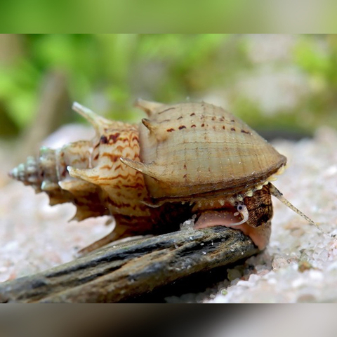 Thiara winteri (также известная как улитка прамбанан, spiked tower snail или spiky trumpet snail) — пресноводный моллюск из семейства Thiaridae.