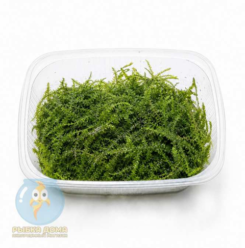 МОХ СПАЙКИ, колючий - Taxiphyllum Spiky