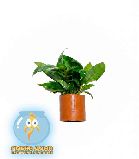 ЛИМОННИК КОМПАКТ - Hygrophila corymbosa compact