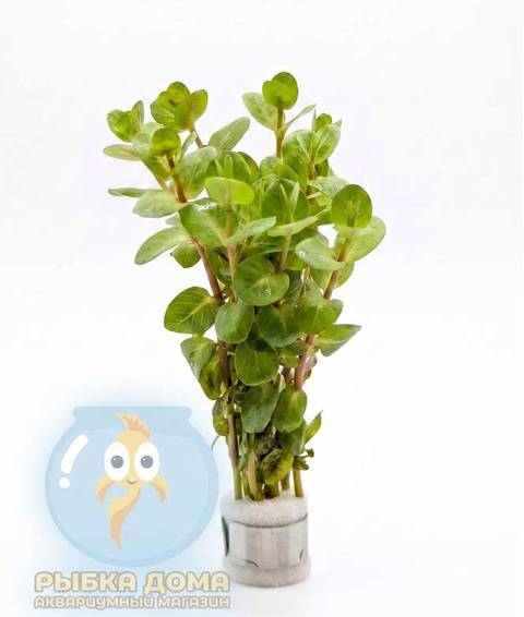 РОТАЛА МАКРАНДРА розовая мини - Rotala macrandra mini pink