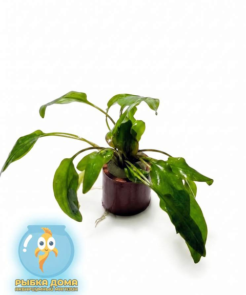 КРИПТОКОРИНА ВАЛЛИСИ - Cryptocoryne wallisii
