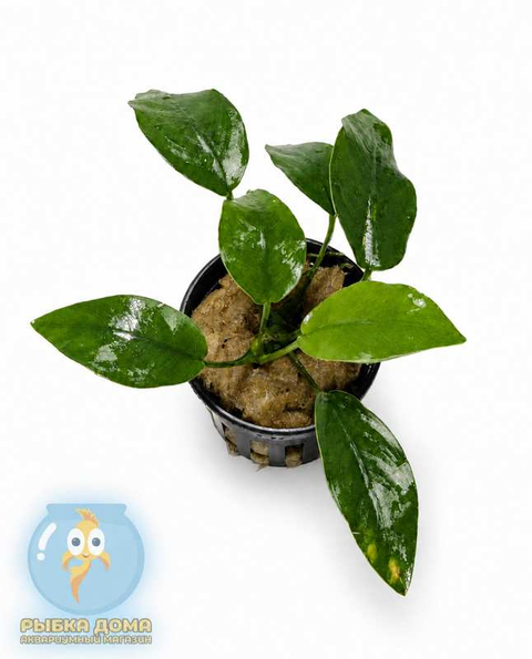 АНУБИАС НАНА КОРОТКИЙ - Anubias nana short